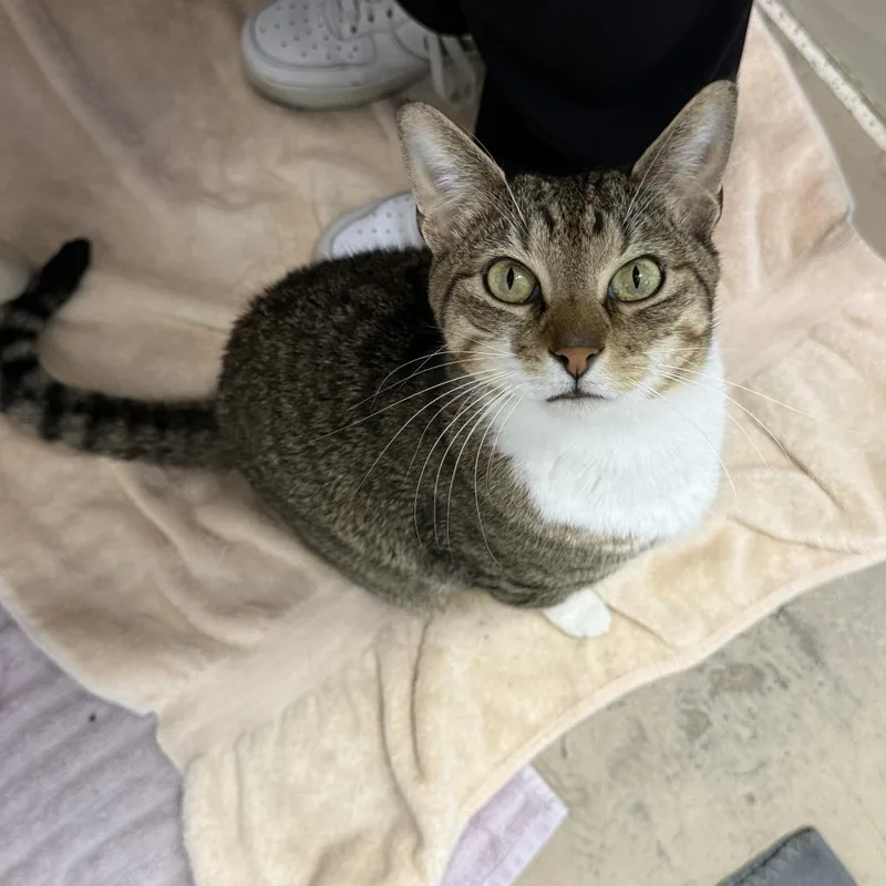 An adult medium-sized male Brown / Chocolate Domestic Short Hair cat named Dot for adoption in Austin, TX