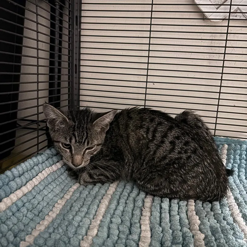 A young medium-sized male Gray / Blue / Silver Domestic Short Hair cat named Pontoon Boat for adoption in Middle Village, NY