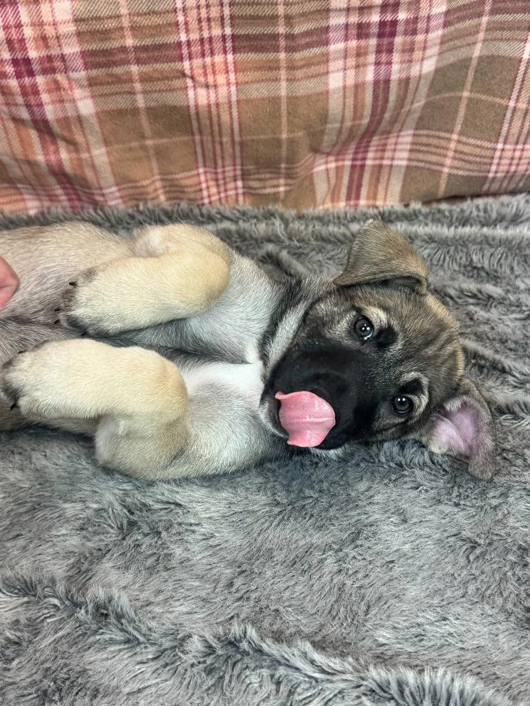 A baby large-sized female Husky dog named Pimienta for adoption in Phoenix, AZ