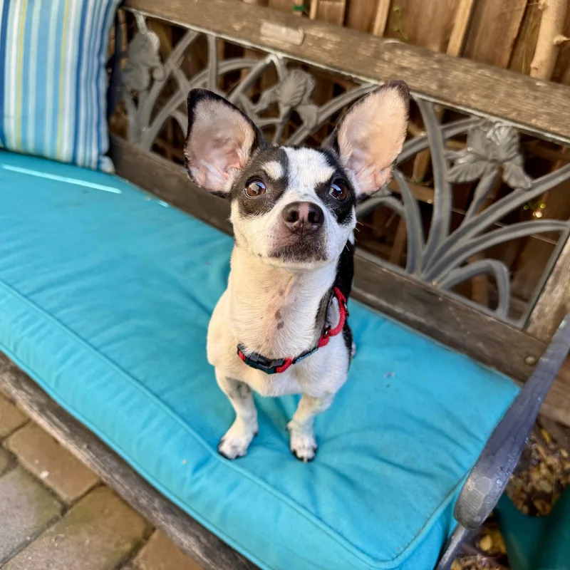 A young small-sized female Chihuahua dog named Dottie for adoption in Santa Clara, CA