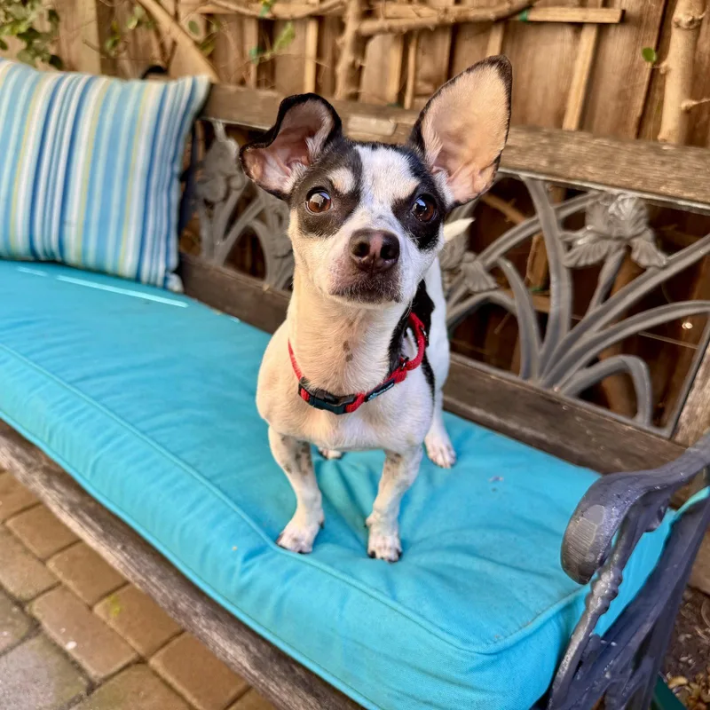 Dottie thumbnail 3