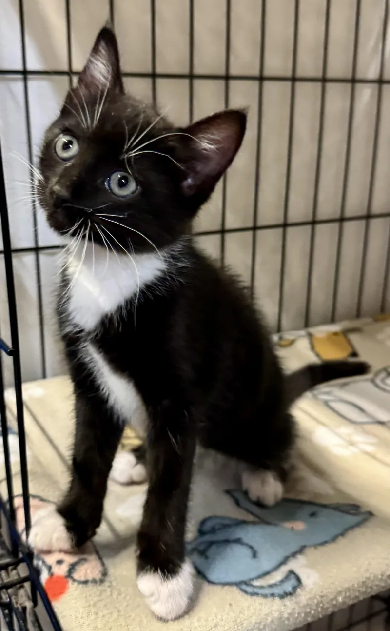 A baby medium-sized female Domestic Short Hair cat named Ayu for adoption in Centerville, GA