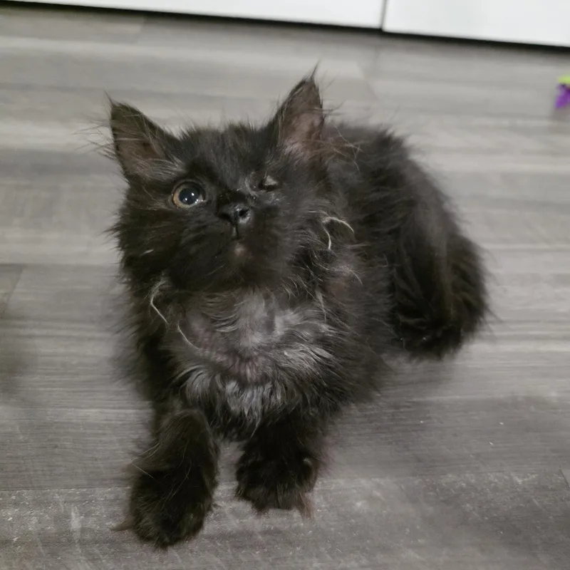 A baby medium-sized female Black Domestic Long Hair cat named Hera for adoption in Moriches, NY