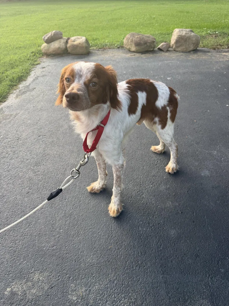 A young medium-sized male Brittany Spaniel dog named TNHank Jr for adoption in Baldwinsville, NY