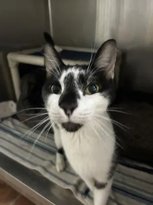 A senior large-sized male Black & White / Tuxedo Domestic Short Hair cat named Murray for adoption in Annapolis, MD