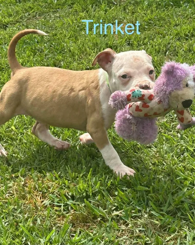 A baby medium-sized male White / Cream Pit Bull Terrier dog named Trinket for adoption in Madisonville, LA