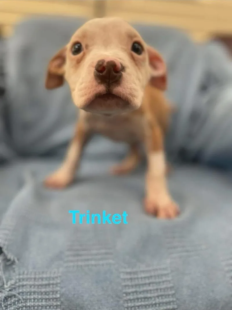 Trinket thumbnail 2