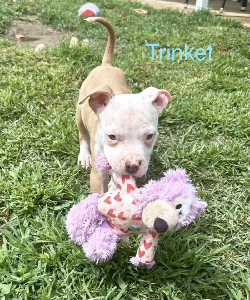 Trinket thumbnail 3