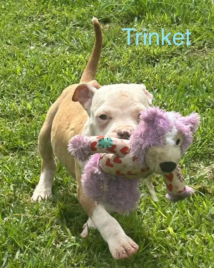 Trinket thumbnail 4
