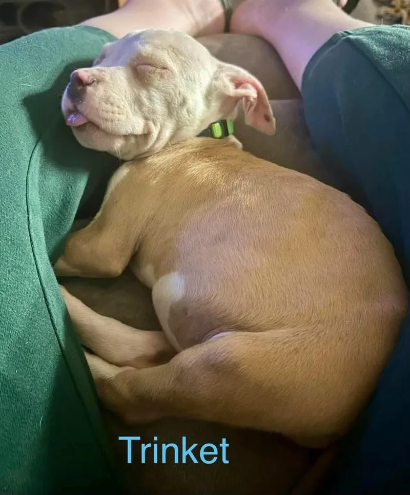 Trinket thumbnail 5