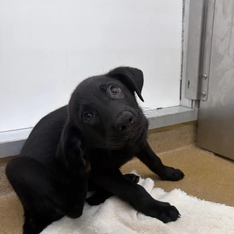 A baby small-sized male Black Shepherd dog named Ruger for adoption in Corpus Christi, TX