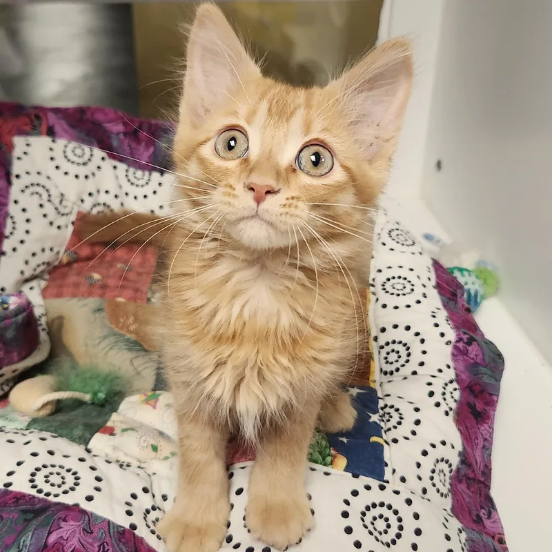 A baby medium-sized male Domestic Medium Hair cat named Wendell for adoption in Marshfield, WI