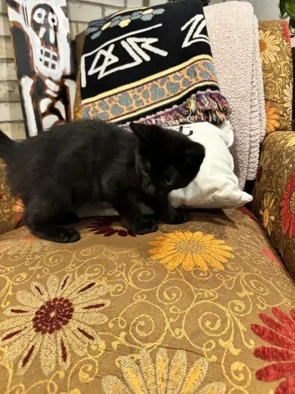 A baby small-sized male Black Domestic Short Hair cat named Dexter for adoption in Grand Rapids, MI