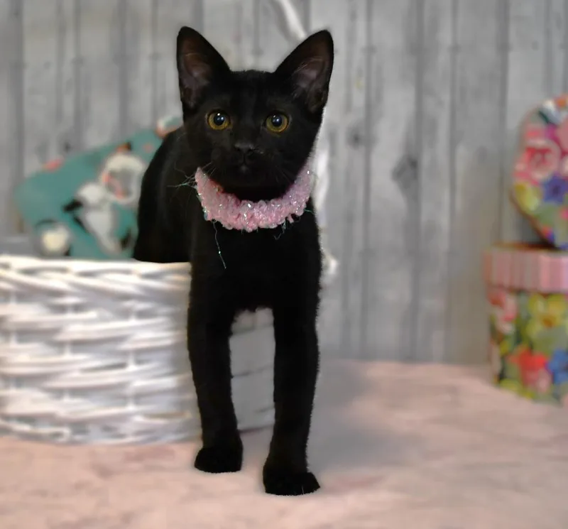 A baby small-sized female Domestic Short Hair cat named Leia for adoption in Roanoke, TX