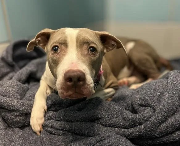 An adult large-sized female Staffordshire Bull Terrier dog named Honey for adoption in Houston, TX