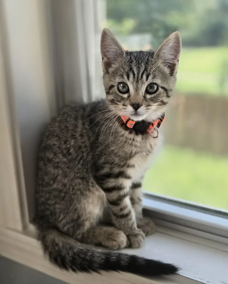 A baby small-sized male Tabby (Brown / Chocolate) Domestic Short Hair cat named Woolly Worm for adoption in Fishers, IN