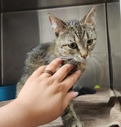 A young medium-sized female Tabby (Brown / Chocolate) Domestic Short Hair cat named Bitsy for adoption in Blue Springs, MO