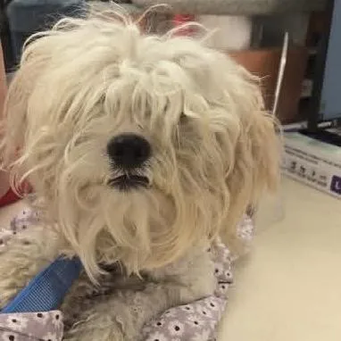 An adult small-sized male White / Cream Lhasa Apso dog named Wagsstray for adoption in Westminster, CA