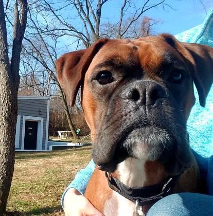 Hershey Hershel thumbnail 2