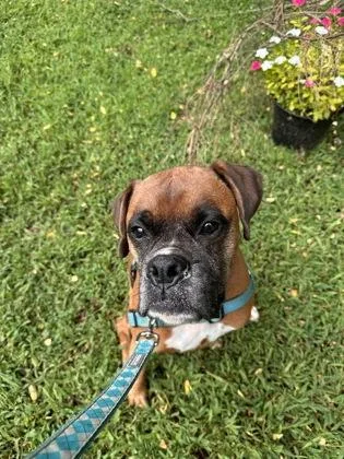 Hershey Hershel thumbnail 3