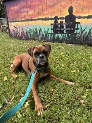 Hershey Hershel thumbnail 4