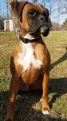 Hershey Hershel thumbnail 5