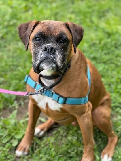 A senior large-sized male Yellow / Tan / Blond / Fawn Boxer dog named Hershey Hershel for adoption in Annapolis, MD