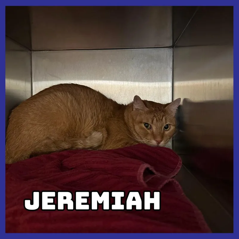 An adult large-sized male Orange / Red Domestic Short Hair cat named Jeremiah for adoption in Glenwood, MN