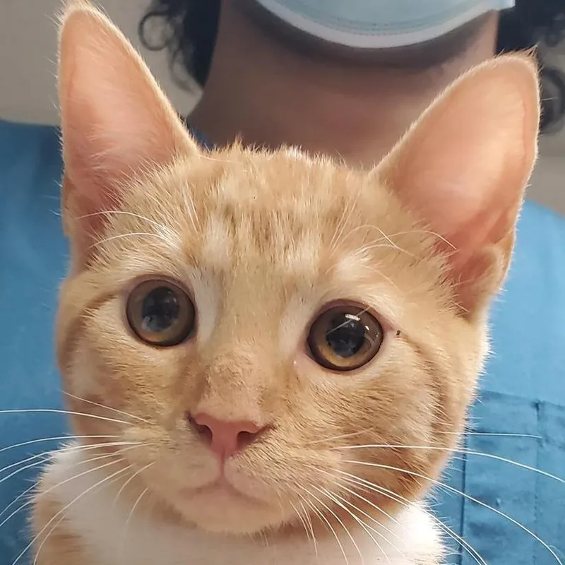 Tigger