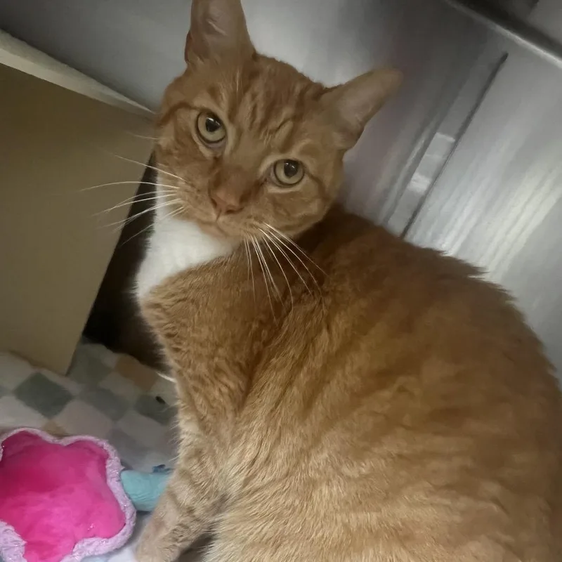 Tigger thumbnail 2