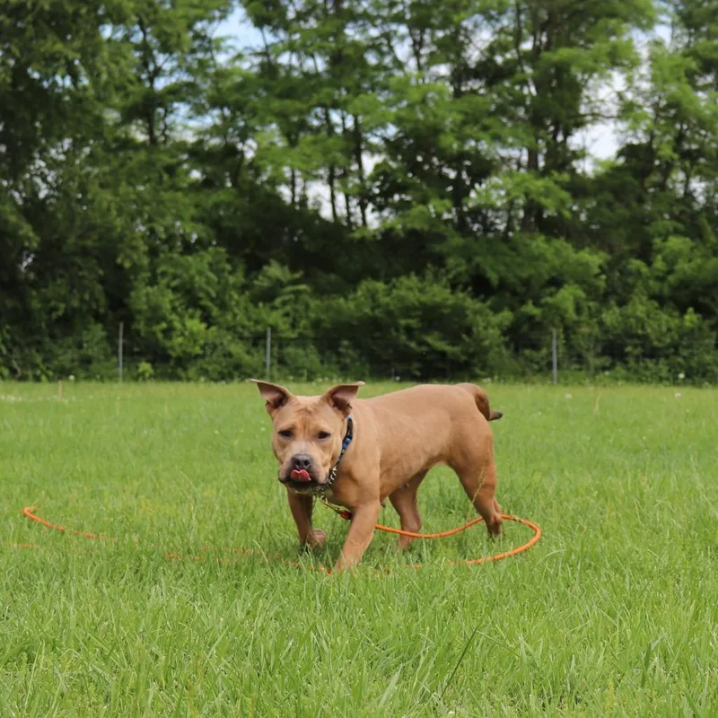 An adult medium-sized female Brown / Chocolate Pit Bull Terrier dog named Peggy for adoption in Springfield, IL