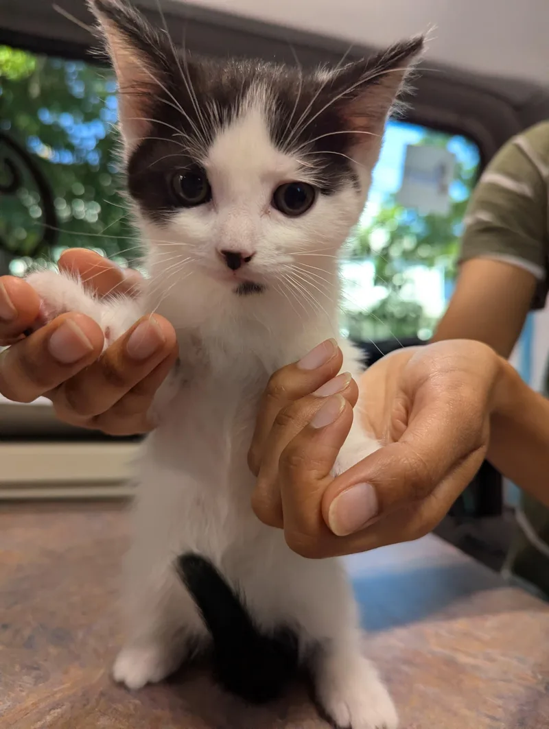A baby small-sized female Black & White / Tuxedo Domestic Medium Hair cat named Hermia and Helena for adoption in Highland Park, NJ