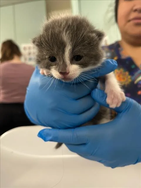 A baby small-sized male Gray / Blue / Silver Domestic Short Hair cat named Claude for adoption in Woodland, CA