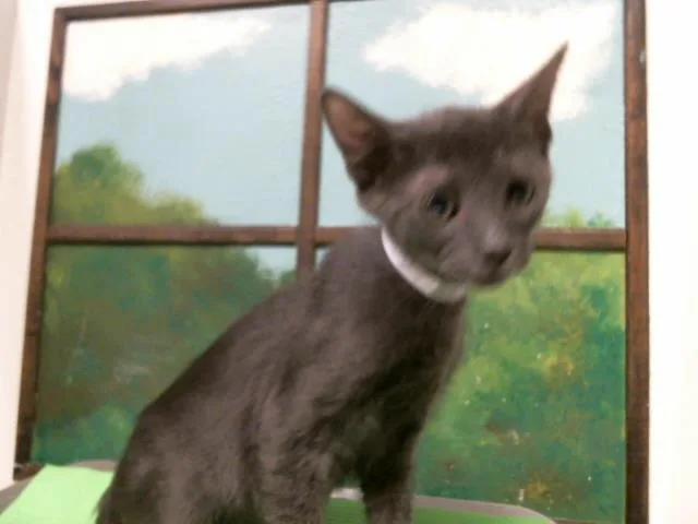 A baby small-sized male Domestic Short Hair cat named Del for adoption in Houston, TX