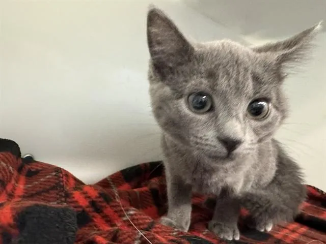 A baby small-sized female Domestic Short Hair cat named Chubbs for adoption in Peoria, IL