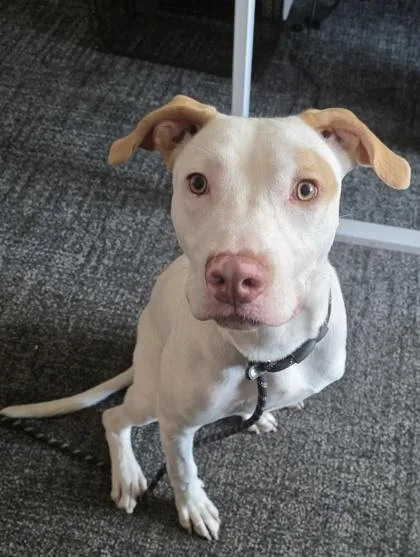 A baby medium-sized male Mixed Breed dog named Steve for adoption in West Chester, PA
