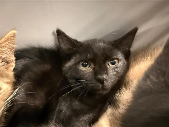A baby small-sized female Domestic Short Hair cat named Staley for adoption in Charlotte, NC