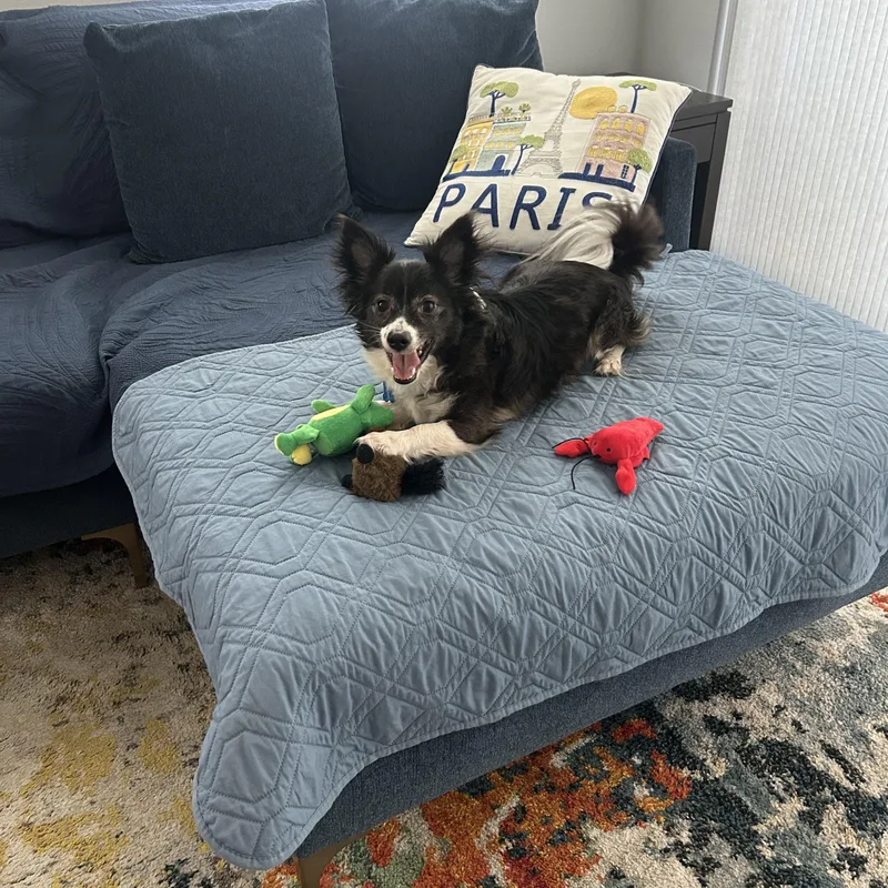 An adult small-sized male Papillon dog named Frodo for adoption in Bradenton, FL