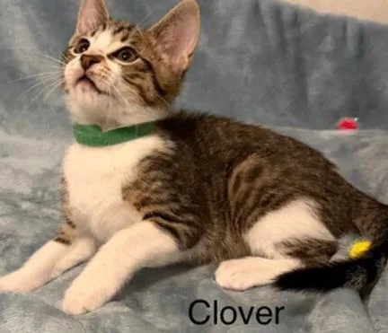 A baby medium-sized male Tabby cat named Clover for adoption in Richardson, TX