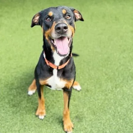 An adult medium-sized male Black Mixed Breed dog named George for adoption in West Palm Beach, FL