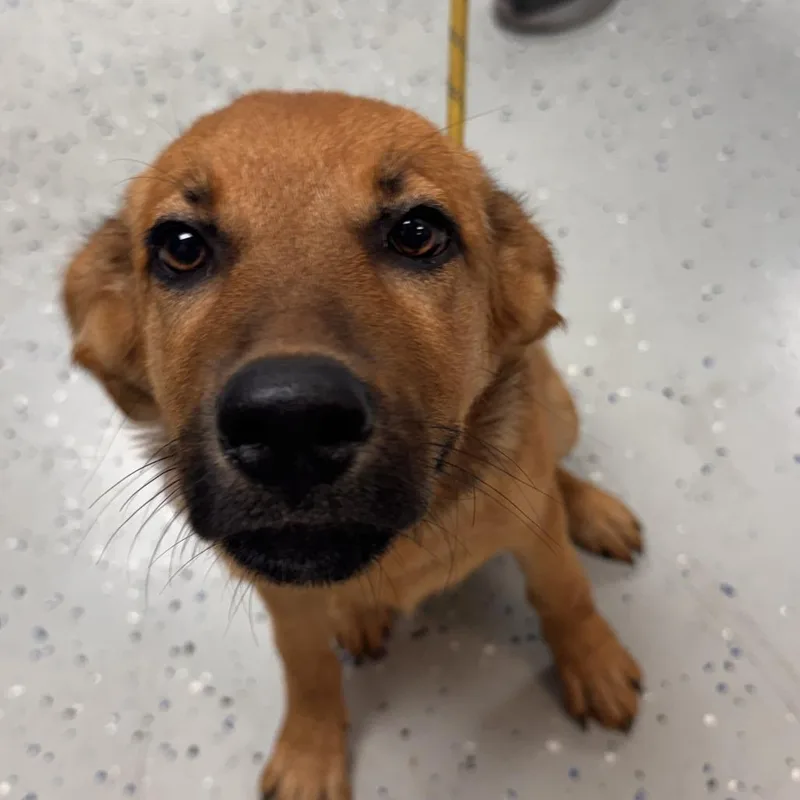 A baby medium-sized female Yellow / Tan / Blond / Fawn Shepherd dog named Helen for adoption in Marion, VA