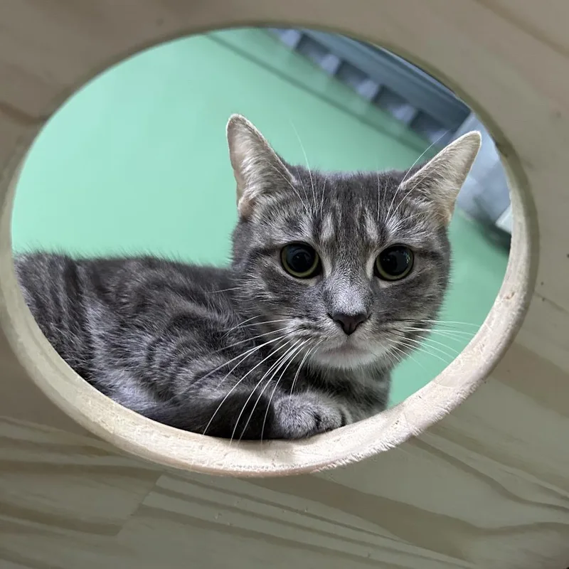 Hairball thumbnail 2