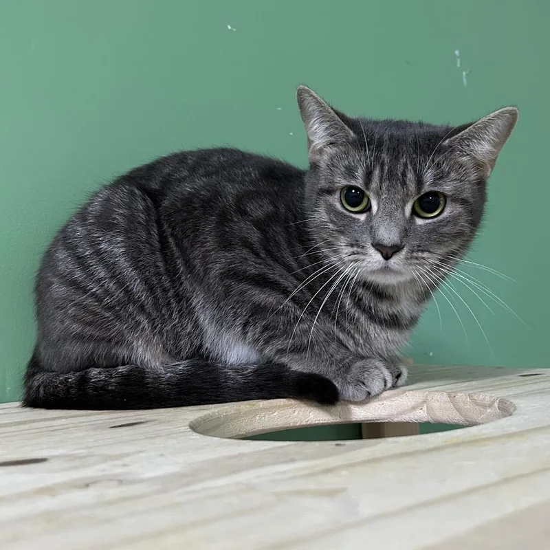 Hairball thumbnail 3