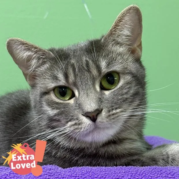 Hairball thumbnail 4