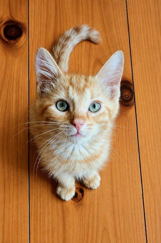 A baby small-sized male Domestic Short Hair cat named Parker for adoption in Lunenburg, MA