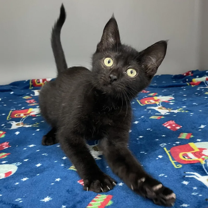 A baby medium-sized male Black Domestic Short Hair cat named Woody for adoption in Hollister, CA