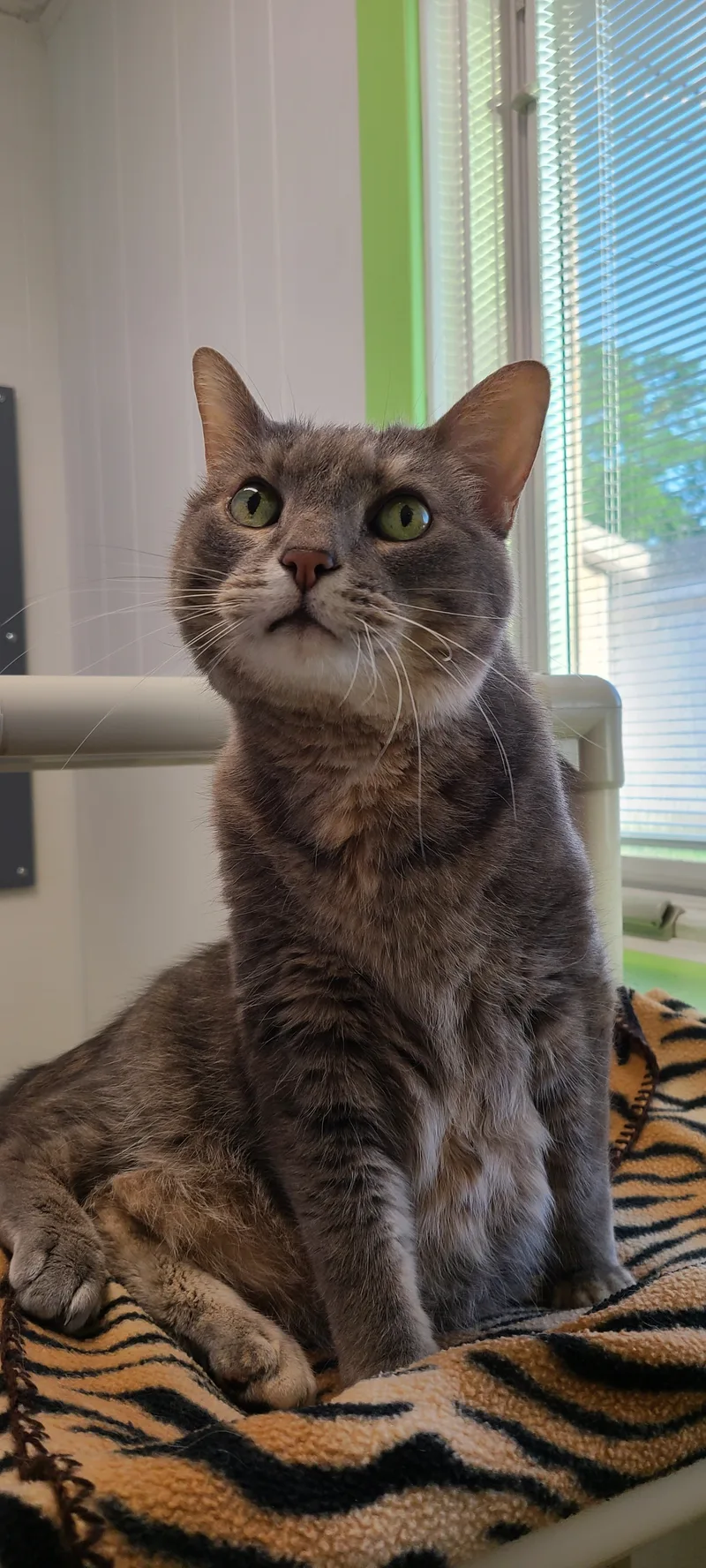 A senior medium-sized female Domestic Short Hair cat named Bluebeary for adoption in Topeka, KS