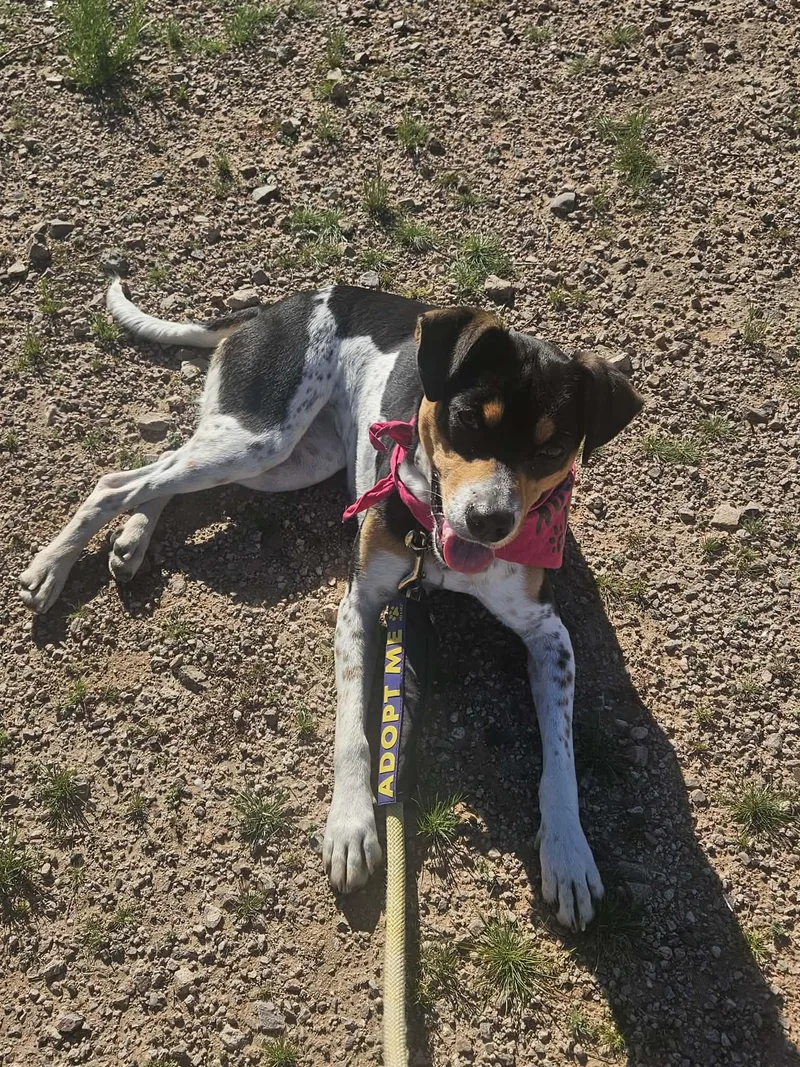 A young medium-sized female Rat Terrier dog named Avery for adoption in Phoenix, AZ