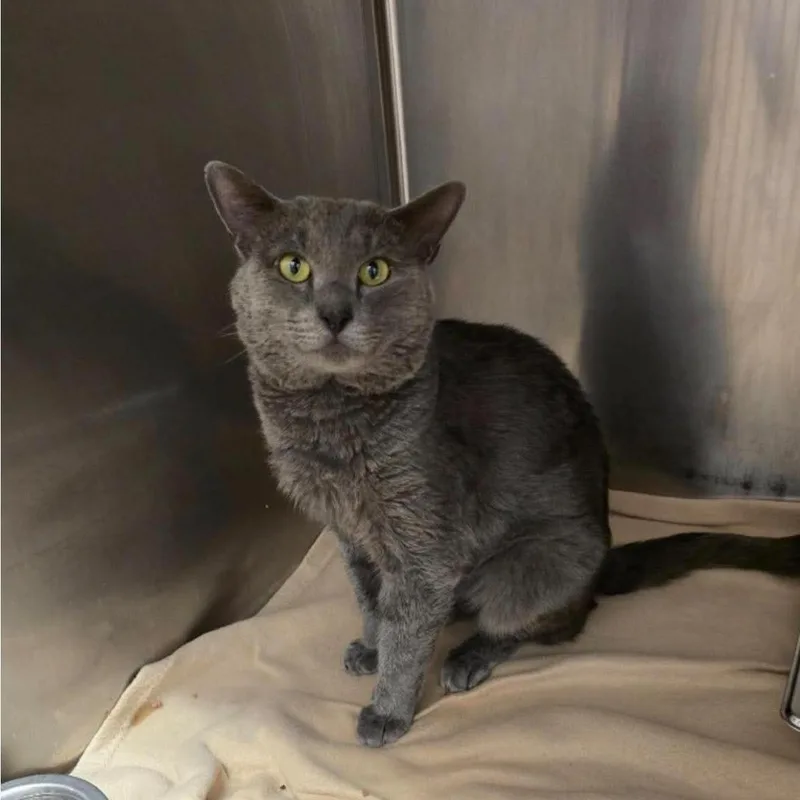 Marmalade