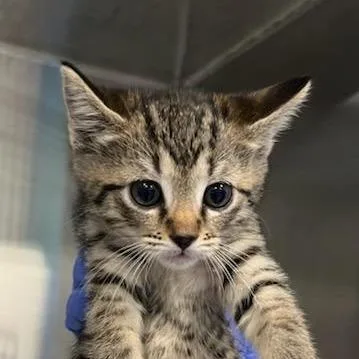 A baby small-sized male Brown / Chocolate Domestic Short Hair cat named Fiesta for adoption in Greensboro, NC